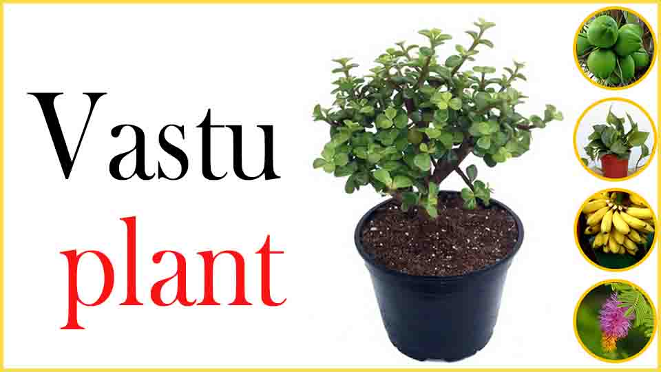 Vastu plant