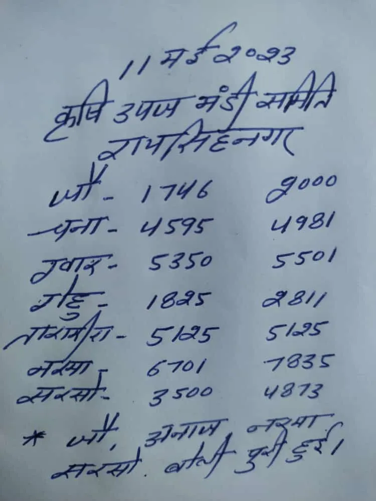 रायसिंह नगर मंडी भाव 11 मई 2023