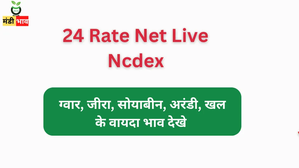 24 Rate Net Live Ncdex